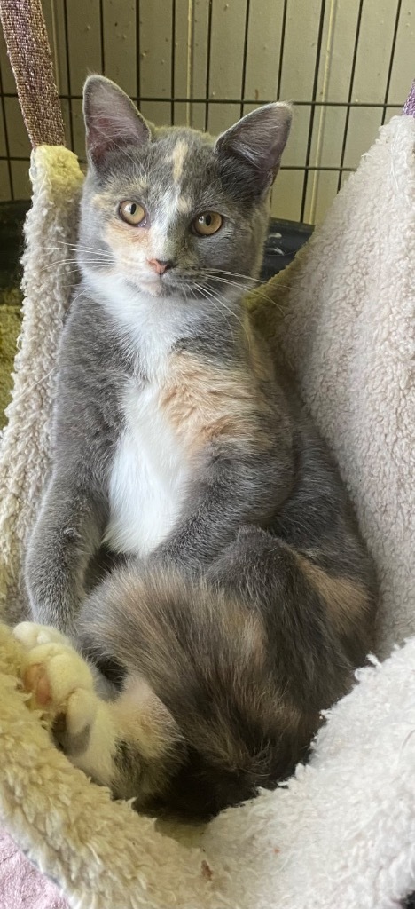 Widget