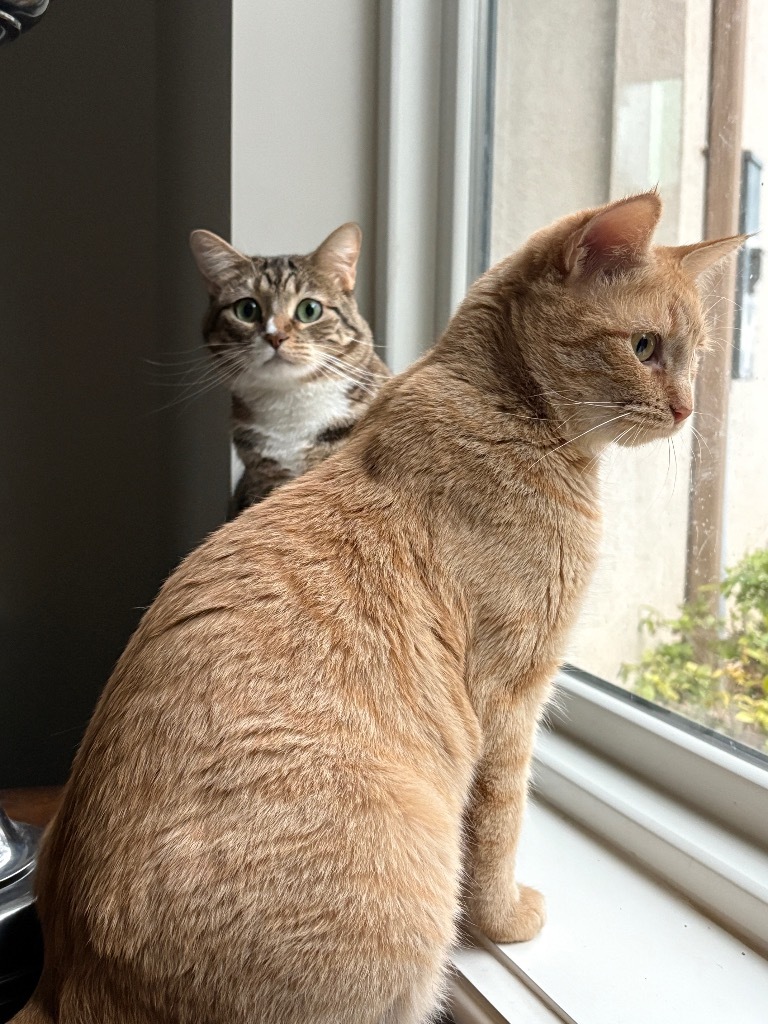 Ginger