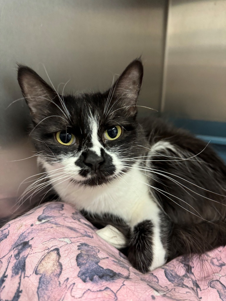 Ranboo, an adoptable Domestic Long Hair in Kenai, AK, 99611 | Photo Image 1