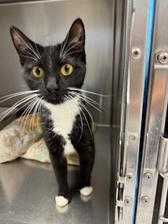 Munchkin, an adoptable Domestic Short Hair in Kenai, AK, 99611 | Photo Image 1