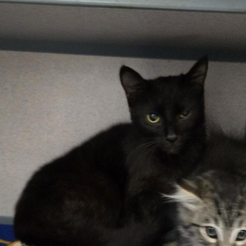 Buttons, an adoptable Domestic Short Hair in North Battleford, SK, S9A 2M7 | Photo Image 1