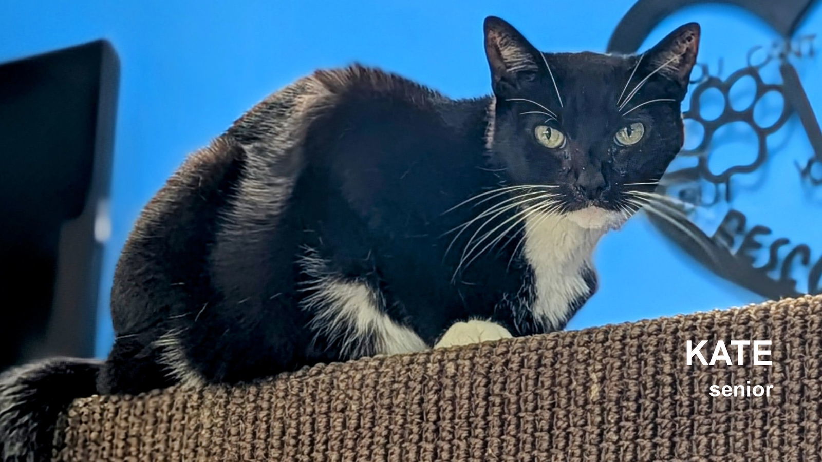 Kate, an adoptable Domestic Short Hair in Santa Rosa, CA, 95404 | Photo Image 1