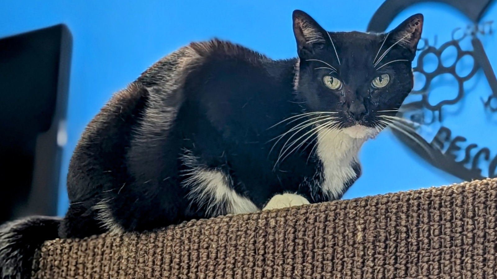 Kate, an adoptable Domestic Short Hair in Santa Rosa, CA, 95404 | Photo Image 2