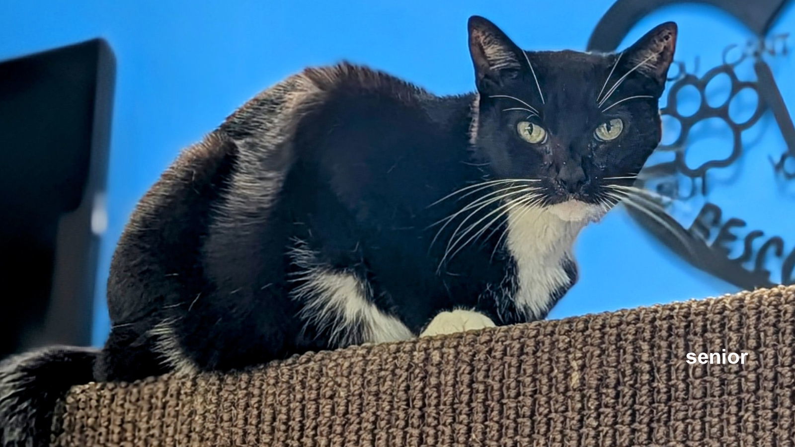 Kate, an adoptable Domestic Short Hair in Santa Rosa, CA, 95404 | Photo Image 3