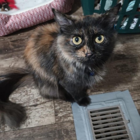 Freedom, an adoptable Domestic Medium Hair in Wichita, KS, 67278 | Photo Image 1