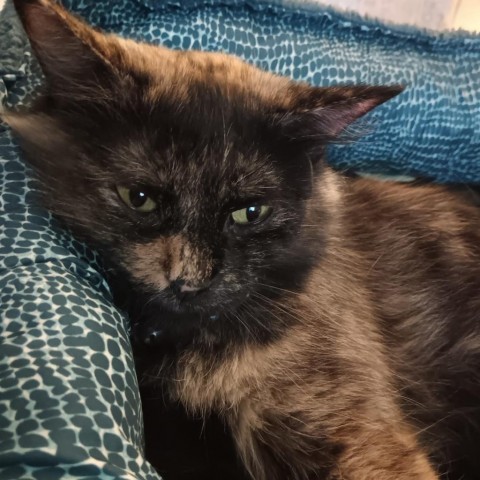 Freedom, an adoptable Domestic Medium Hair in Wichita, KS, 67278 | Photo Image 2