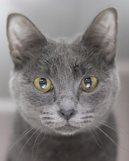 Trixy, an adoptable Domestic Short Hair in Walla Walla, WA, 99362 | Photo Image 1