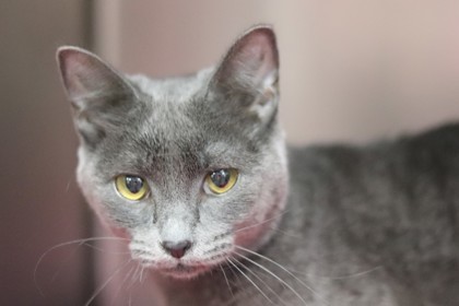 Trixy, an adoptable Domestic Short Hair in Walla Walla, WA, 99362 | Photo Image 3