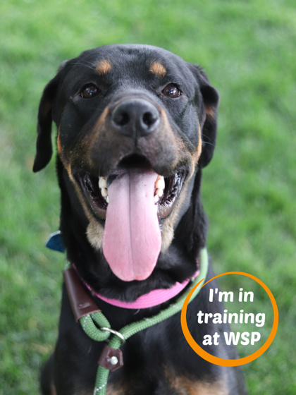 Cosmo, an adoptable Mixed Breed in Walla Walla, WA, 99362 | Photo Image 1