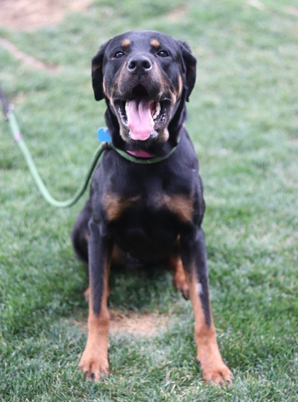 Cosmo, an adoptable Mixed Breed in Walla Walla, WA, 99362 | Photo Image 2