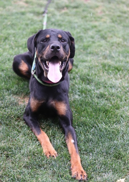 Cosmo, an adoptable Mixed Breed in Walla Walla, WA, 99362 | Photo Image 3