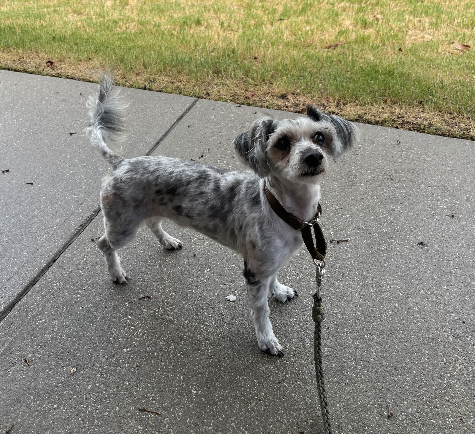 Boyd, an adoptable Schnauzer, Yorkshire Terrier in Mesquite, TX, 75150 | Photo Image 1