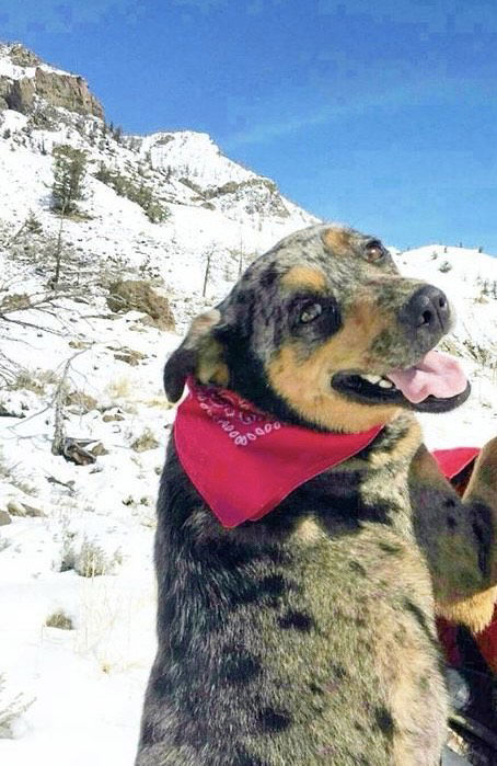 Kyah, an adoptable Cattle Dog in Fort Collins, CO, 80524 | Photo Image 1