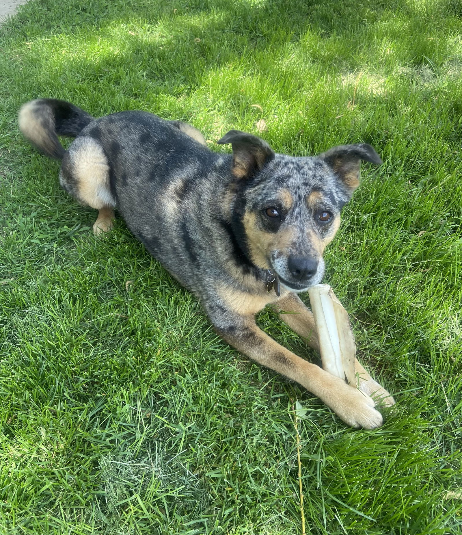 Kyah, an adoptable Cattle Dog in Fort Collins, CO, 80524 | Photo Image 2
