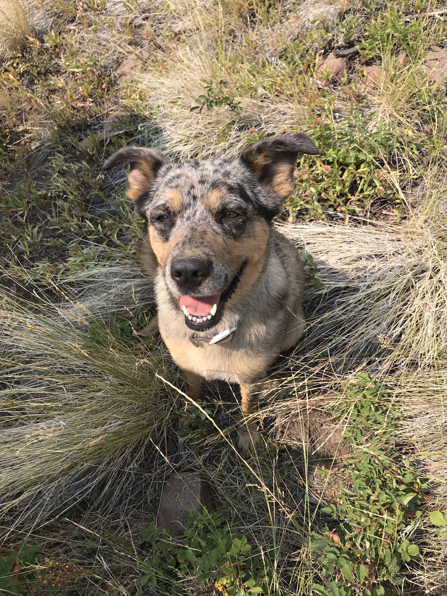 Kyah, an adoptable Cattle Dog in Fort Collins, CO, 80524 | Photo Image 3