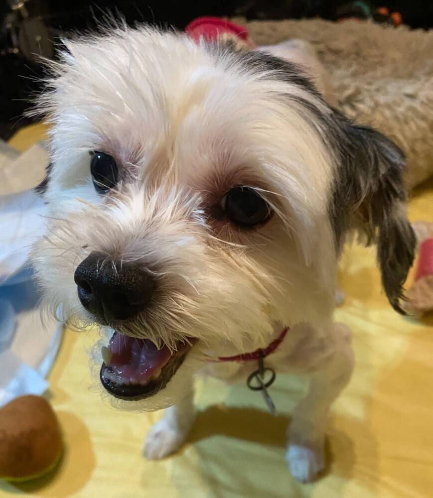 Coco Puffs, an adoptable Maltese, Mixed Breed in Huntington, NY, 11743 | Photo Image 1