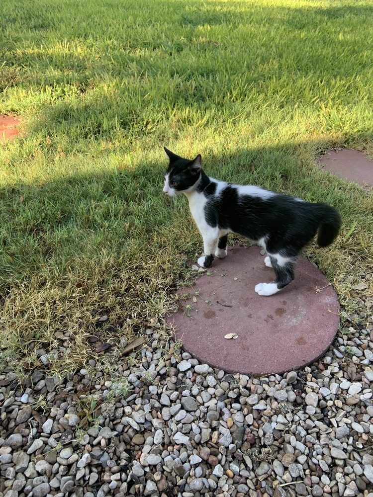 Oreo SC, an adoptable Domestic Short Hair in San Angelo, TX, 76905 | Photo Image 1