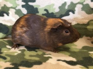 Rubb, Young Male Guinea Pig