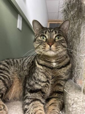 Esperanza, Adult Female Domestic Short Hair