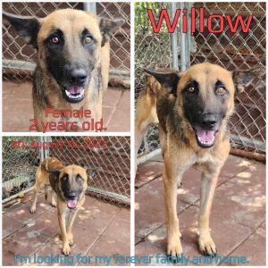 Willow