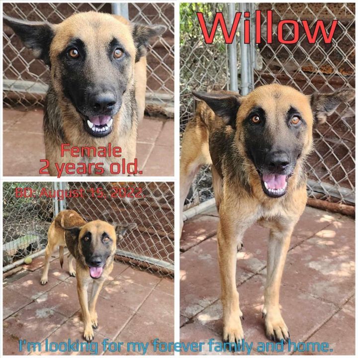 Willow 1