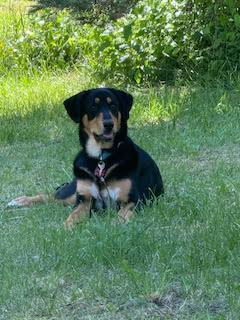 Blaze, an adoptable German Shepherd Dog, Rottweiler in Polson, MT, 59860 | Photo Image 1