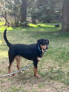 Blaze, an adoptable German Shepherd Dog, Rottweiler in Polson, MT, 59860 | Photo Image 2