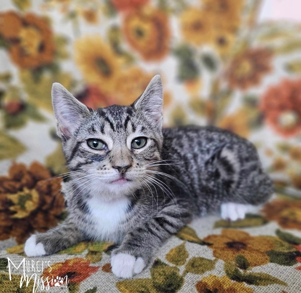 Onion Ring, an adoptable Domestic Short Hair in Spokane , WA, 99209 | Photo Image 1