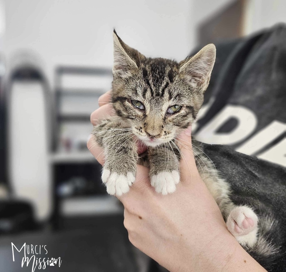 Onion Ring, an adoptable Domestic Short Hair in Spokane , WA, 99209 | Photo Image 2