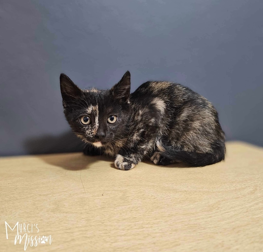 Seven, an adoptable Domestic Short Hair in Spokane , WA, 99209 | Photo Image 1