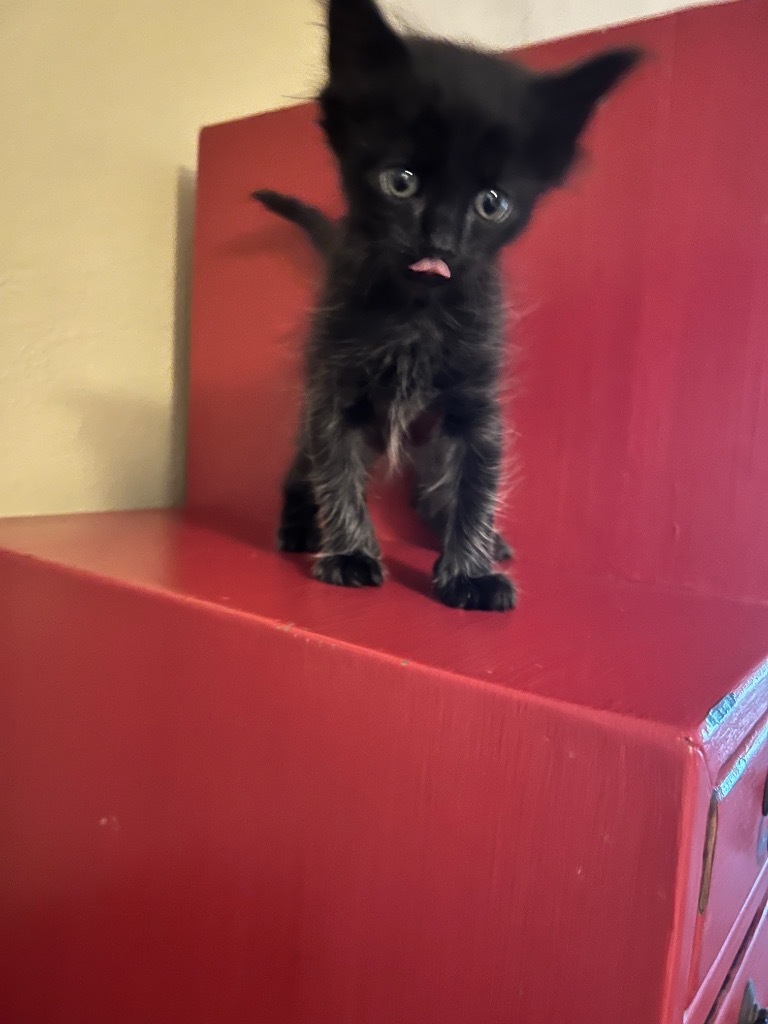 Cat for adoption Raven, a Domestic Short Hair Mix in Sorrento, LA