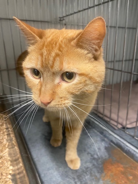 Colonel Mustard, an adoptable Domestic Short Hair in Rock Springs, WY, 82901 | Photo Image 1