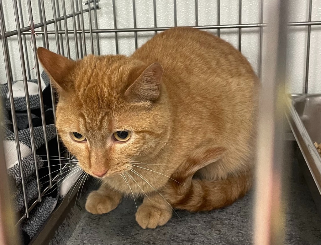 Colonel Mustard, an adoptable Domestic Short Hair in Rock Springs, WY, 82901 | Photo Image 2