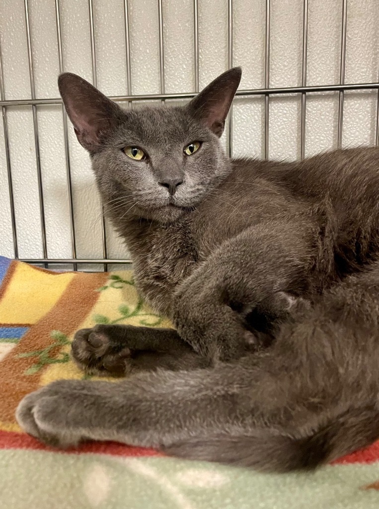 Watson, an adoptable Domestic Short Hair in Rock Springs, WY, 82901 | Photo Image 1