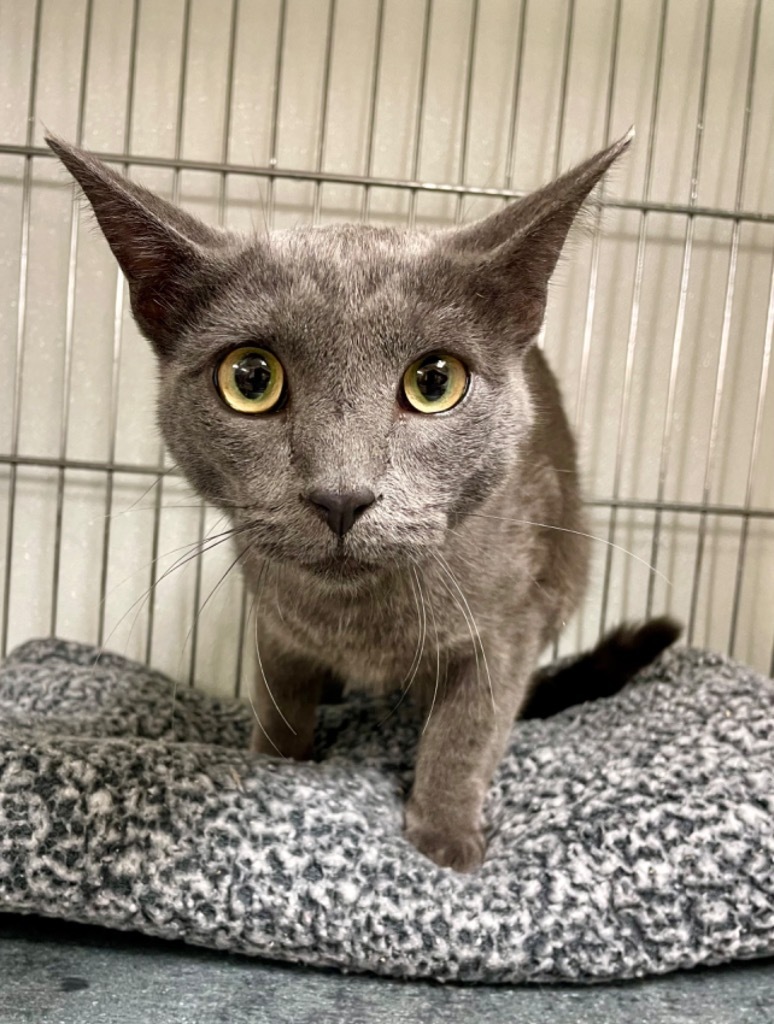 Watson, an adoptable Domestic Short Hair in Rock Springs, WY, 82901 | Photo Image 2