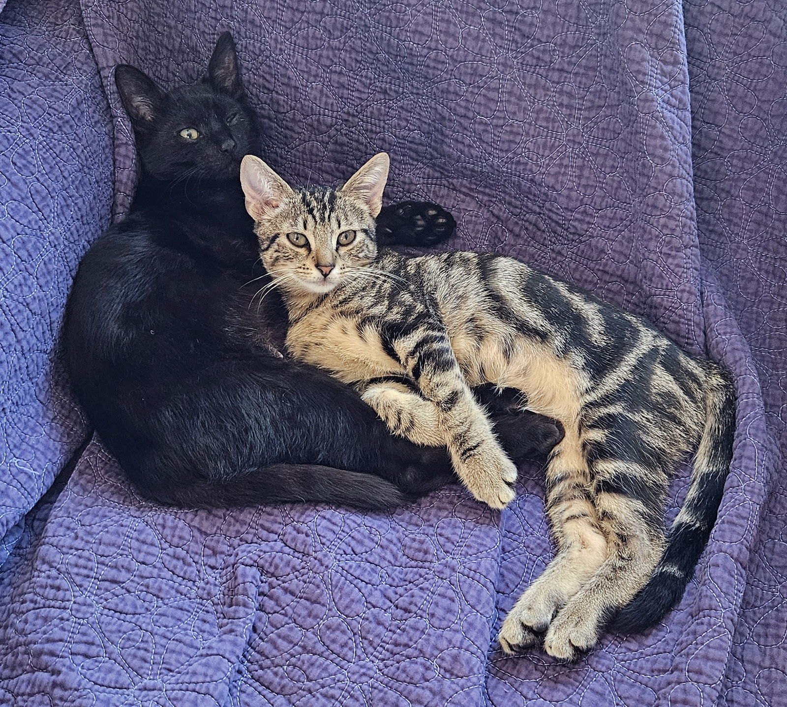 Link & Zelda