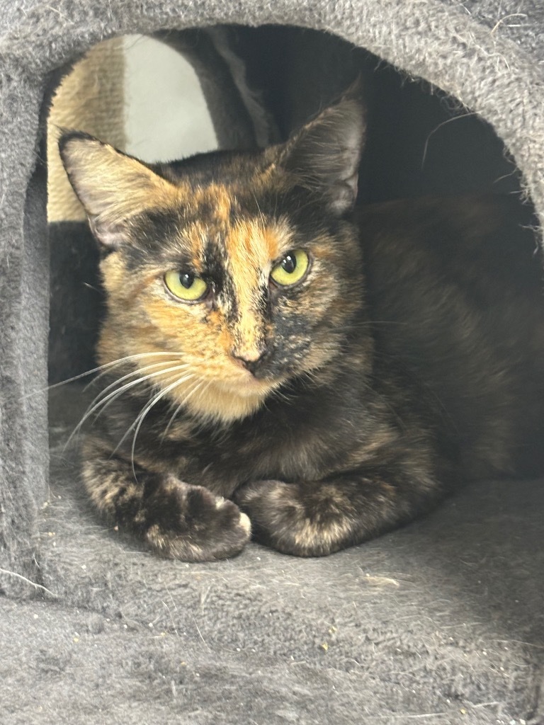 Bunny, an adoptable Domestic Short Hair in Corpus Christi, TX, 78414 | Photo Image 1