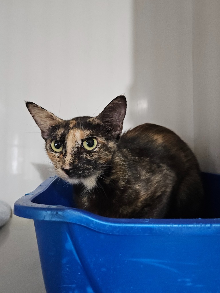 Bunny, an adoptable Domestic Short Hair in Corpus Christi, TX, 78414 | Photo Image 2