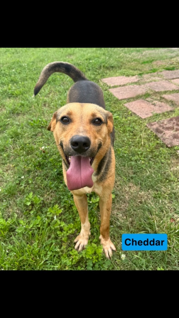 Cheddar