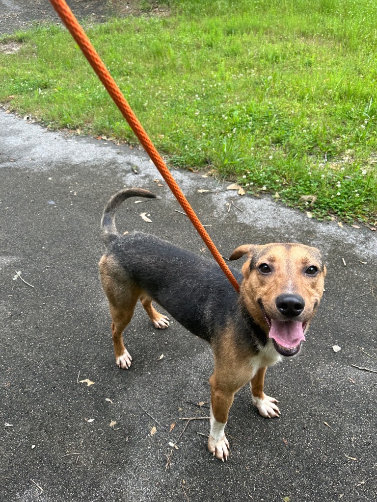 Cheddar