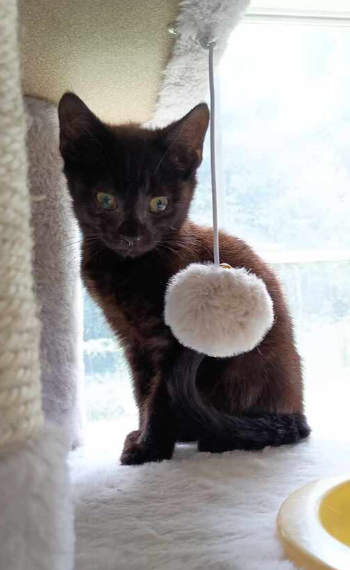 Chocolate, an adoptable Domestic Short Hair, Havana in Statesville, NC, 28677 | Photo Image 2