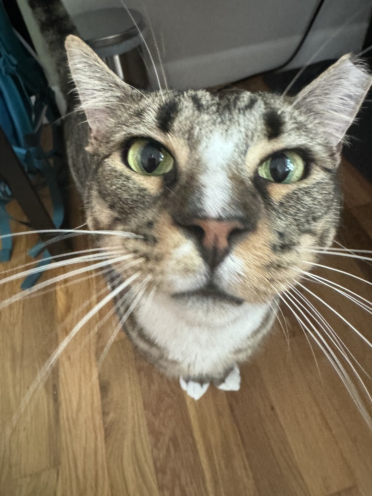 Stone, an adoptable Domestic Short Hair in Fort collins, CO, 80526 | Photo Image 1