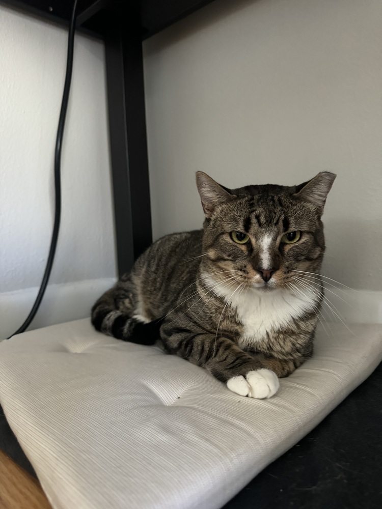 Stone, an adoptable Domestic Short Hair in Fort collins, CO, 80526 | Photo Image 2