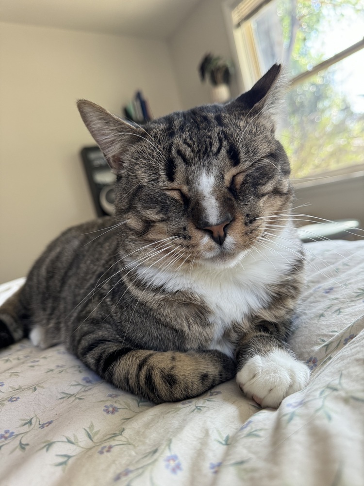 Stone, an adoptable Domestic Short Hair in Fort collins, CO, 80526 | Photo Image 3