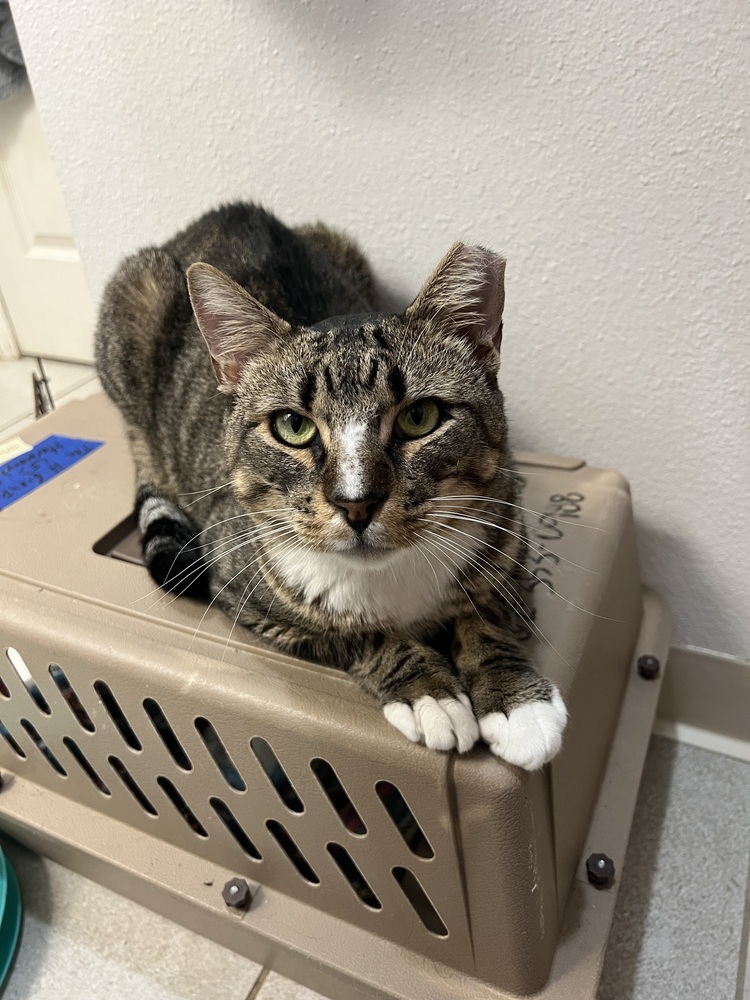 Stone, an adoptable Domestic Short Hair in Fort collins, CO, 80526 | Photo Image 4