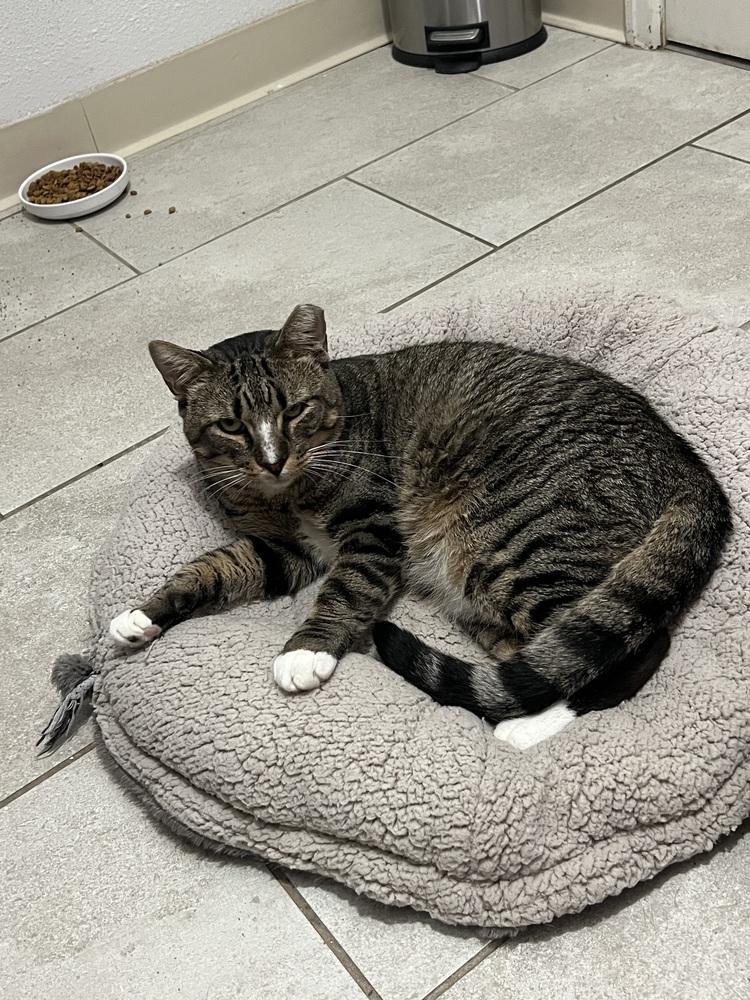 Stone, an adoptable Domestic Short Hair in Fort collins, CO, 80526 | Photo Image 5