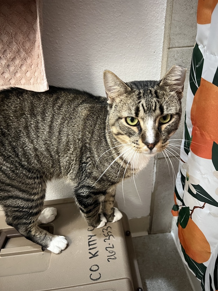 Stone, an adoptable Domestic Short Hair in Fort collins, CO, 80526 | Photo Image 6