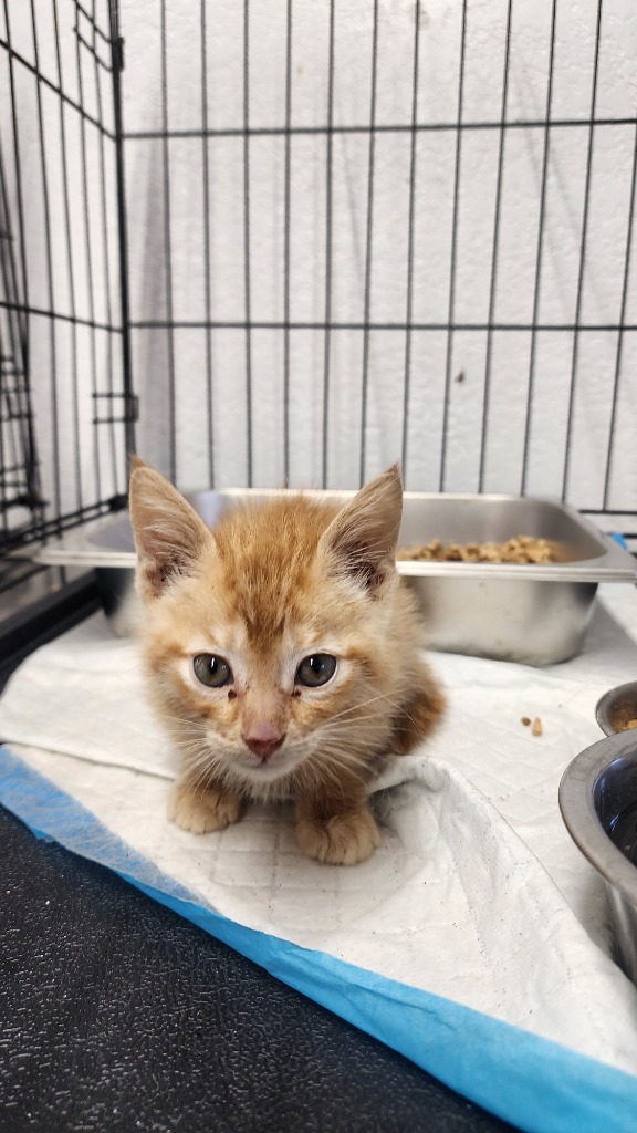 Sir Carrot, an adoptable Domestic Short Hair in Brownwood, TX, 76801 | Photo Image 1