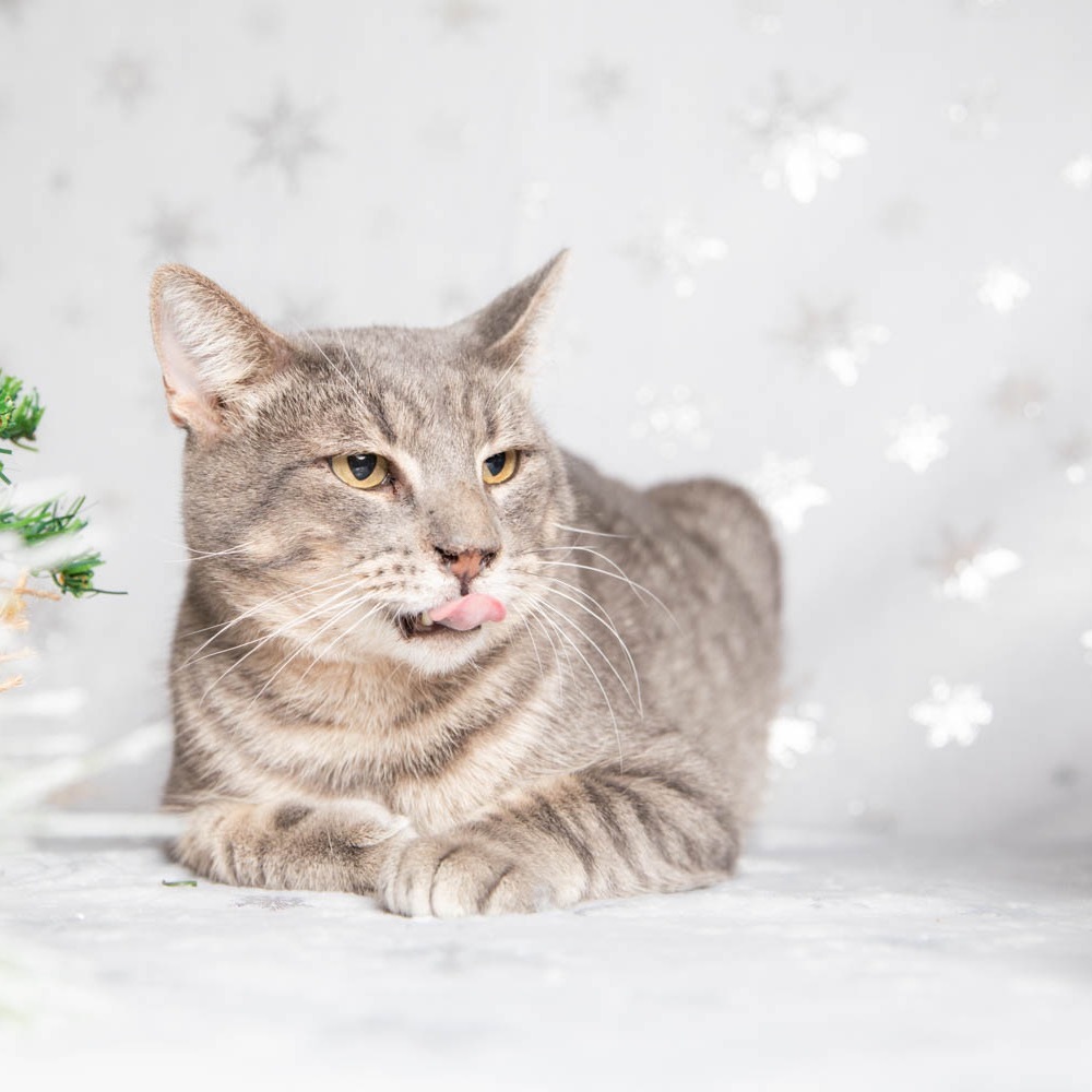 Benny The Biscuit Baker, an adoptable Domestic Short Hair in Hackett, AR, 72937 | Photo Image 1
