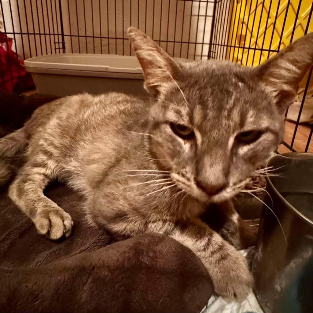 Benny The Biscuit Baker, an adoptable Domestic Short Hair in Hackett, AR, 72937 | Photo Image 2
